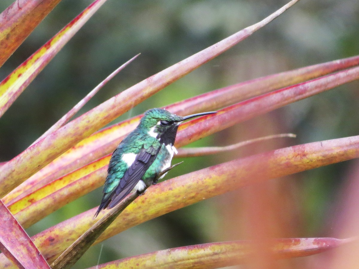 White-bellied Woodstar - ML646451212