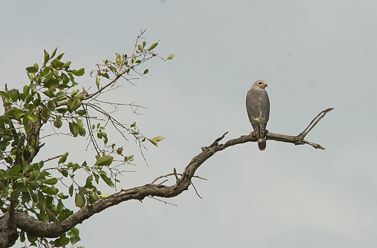 jestřábek pestrý - ML646451213