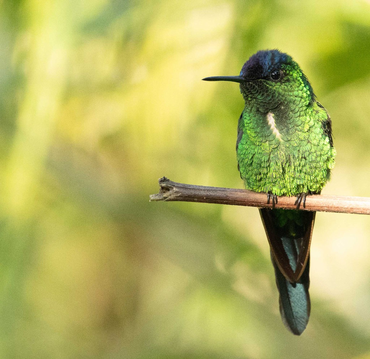 kolibřík fialovotemenný - ML646451214