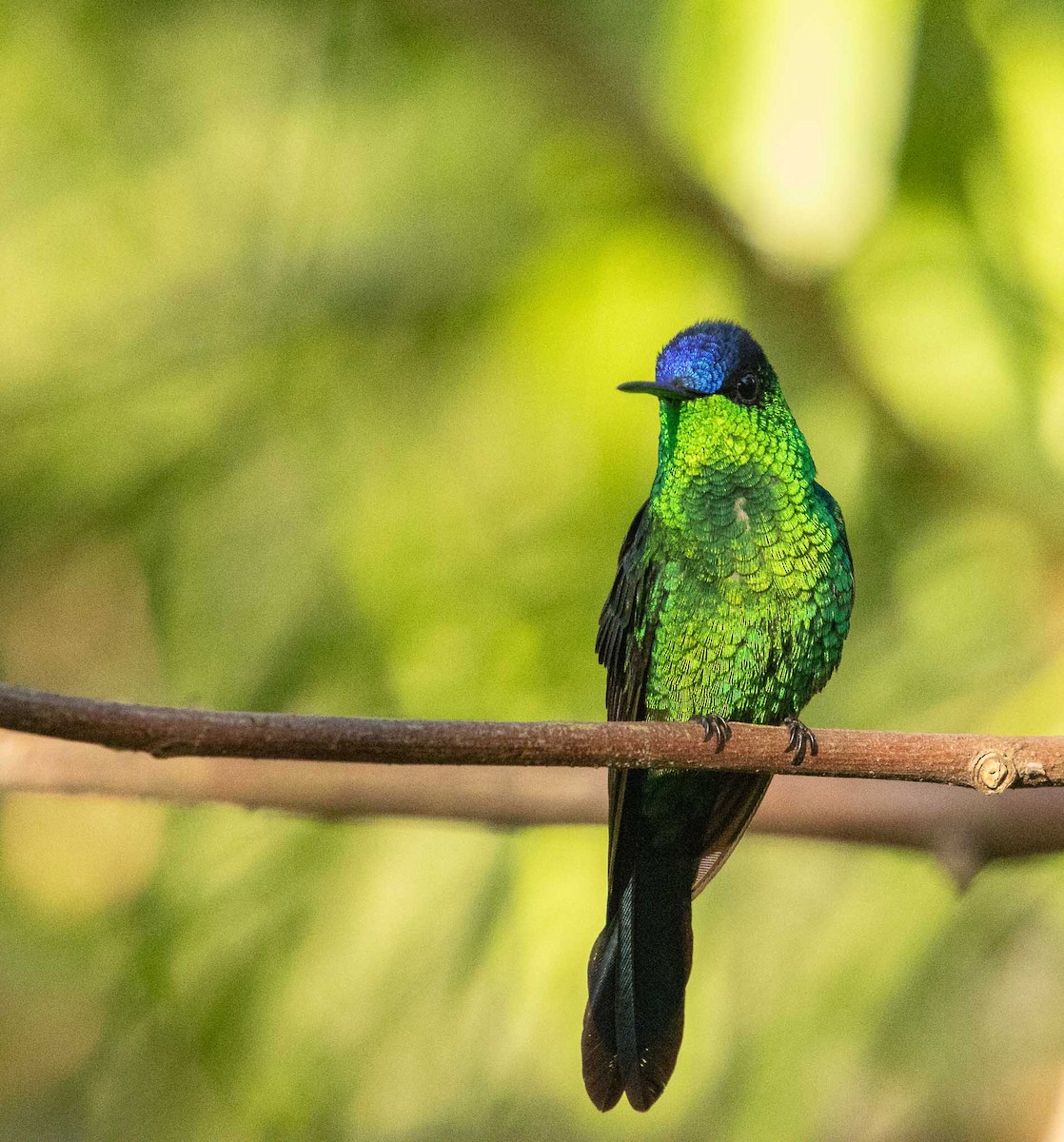 kolibřík fialovotemenný - ML646451215