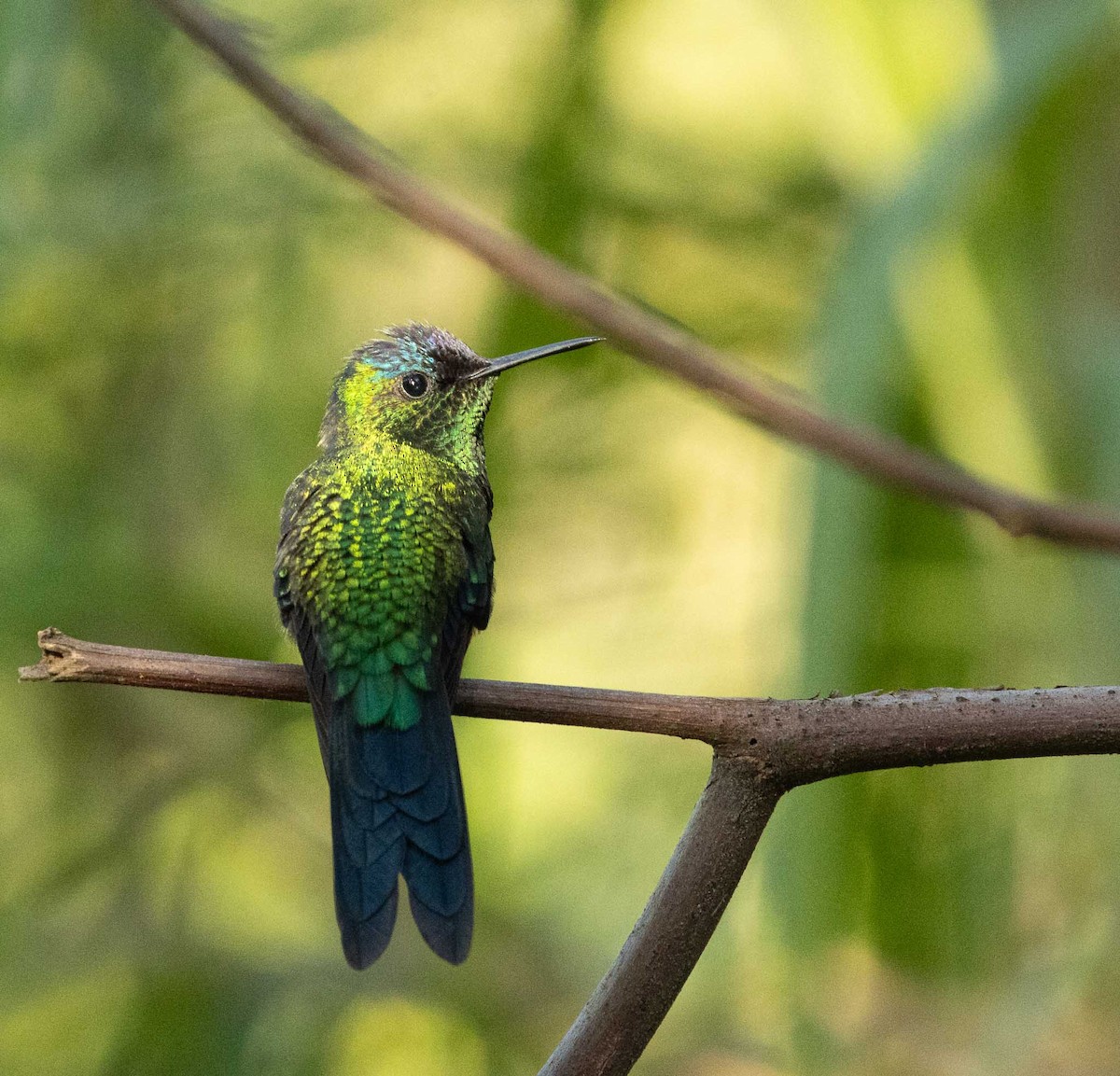 kolibřík fialovotemenný - ML646451216