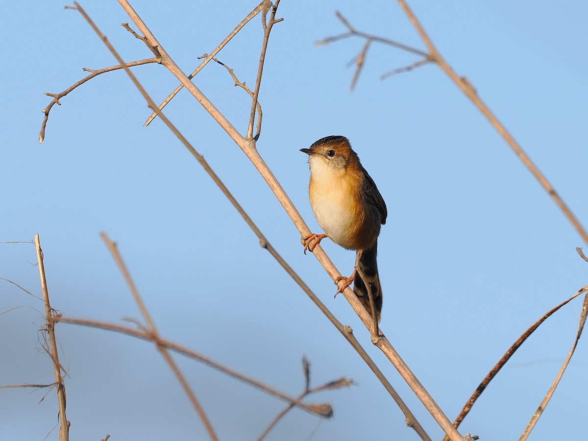 Golden-headed Cisticola - ML646451218