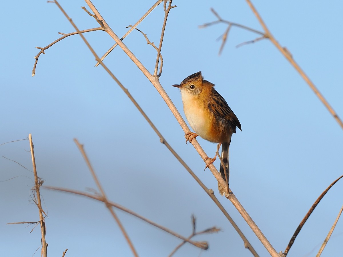 Golden-headed Cisticola - ML646451219