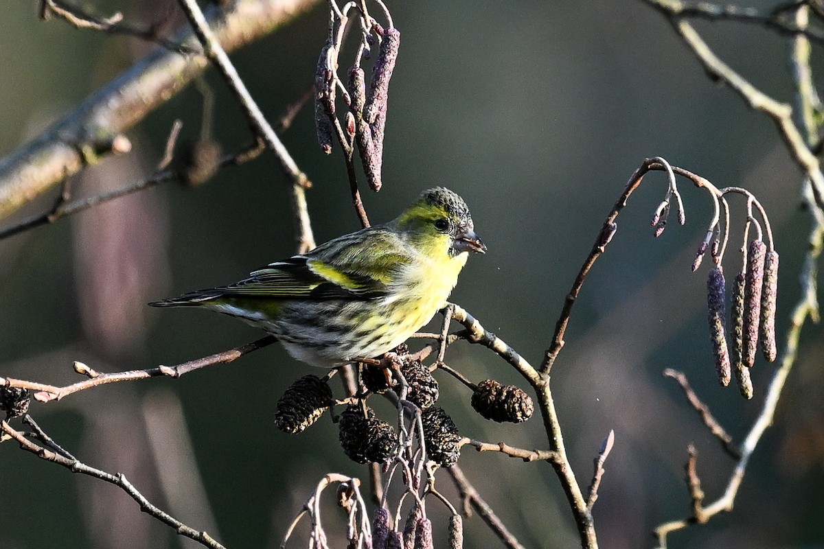 Eurasian Siskin - ML646451220