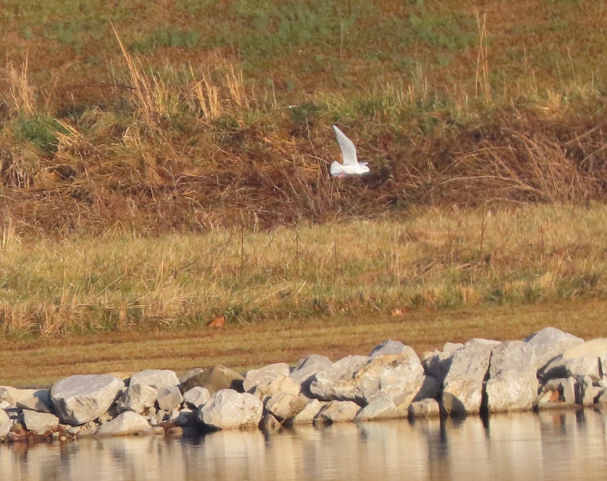 שחף אמריקני - ML646451223