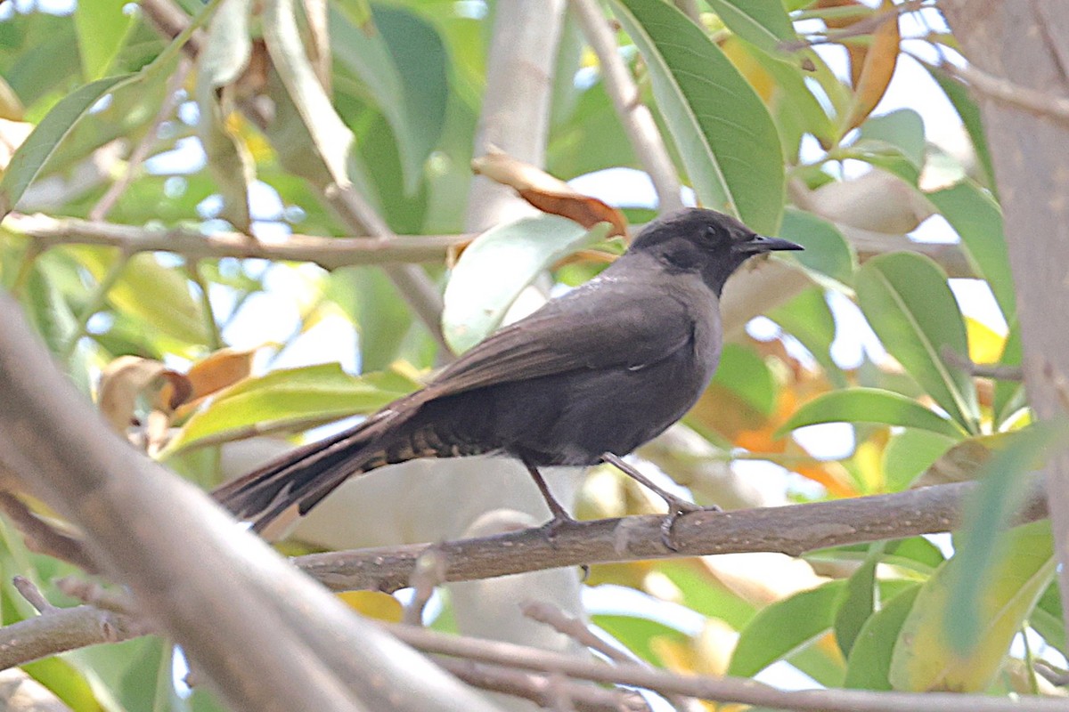 pěvec černý - ML646451224