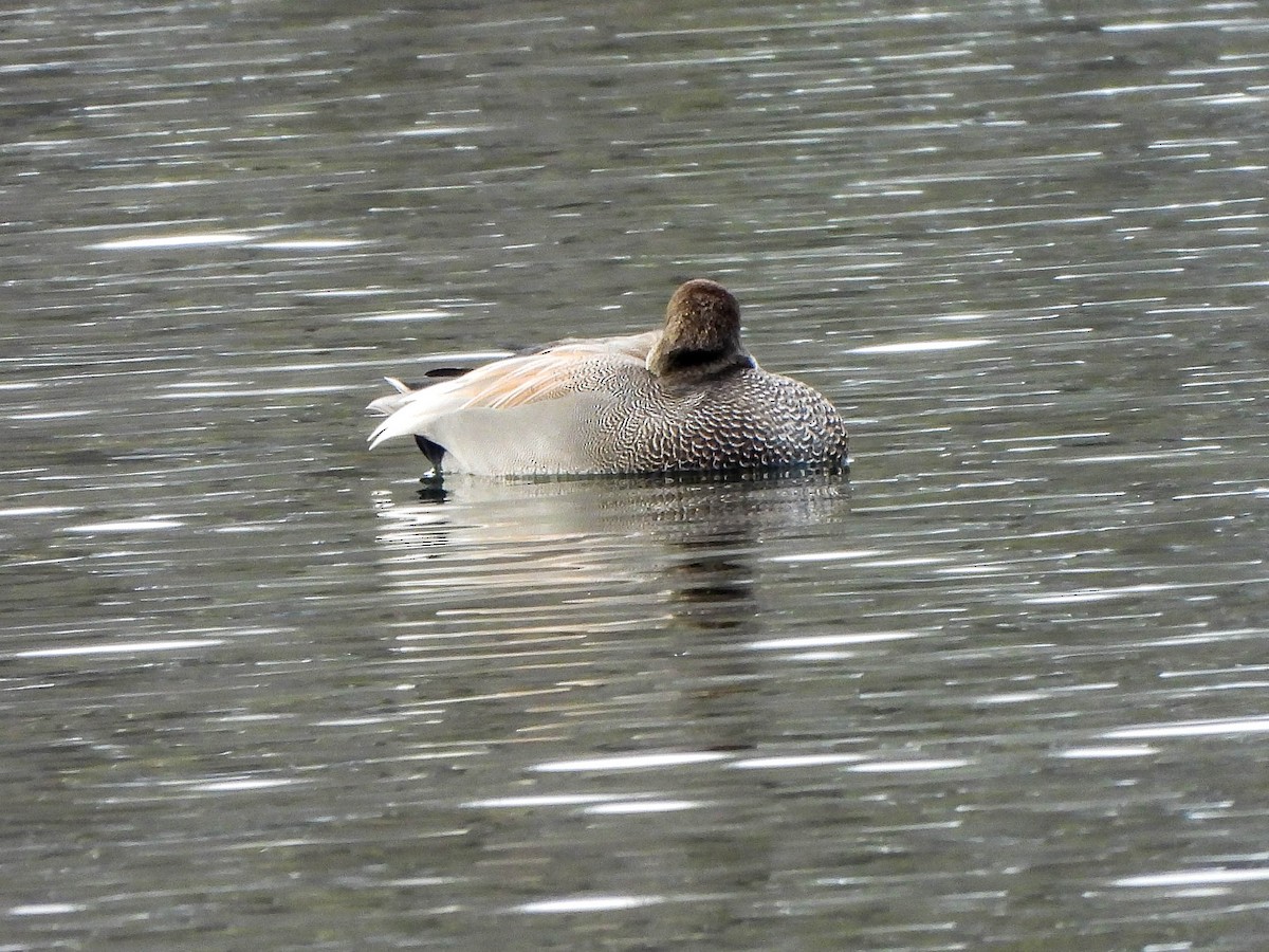Gadwall - ML646451225