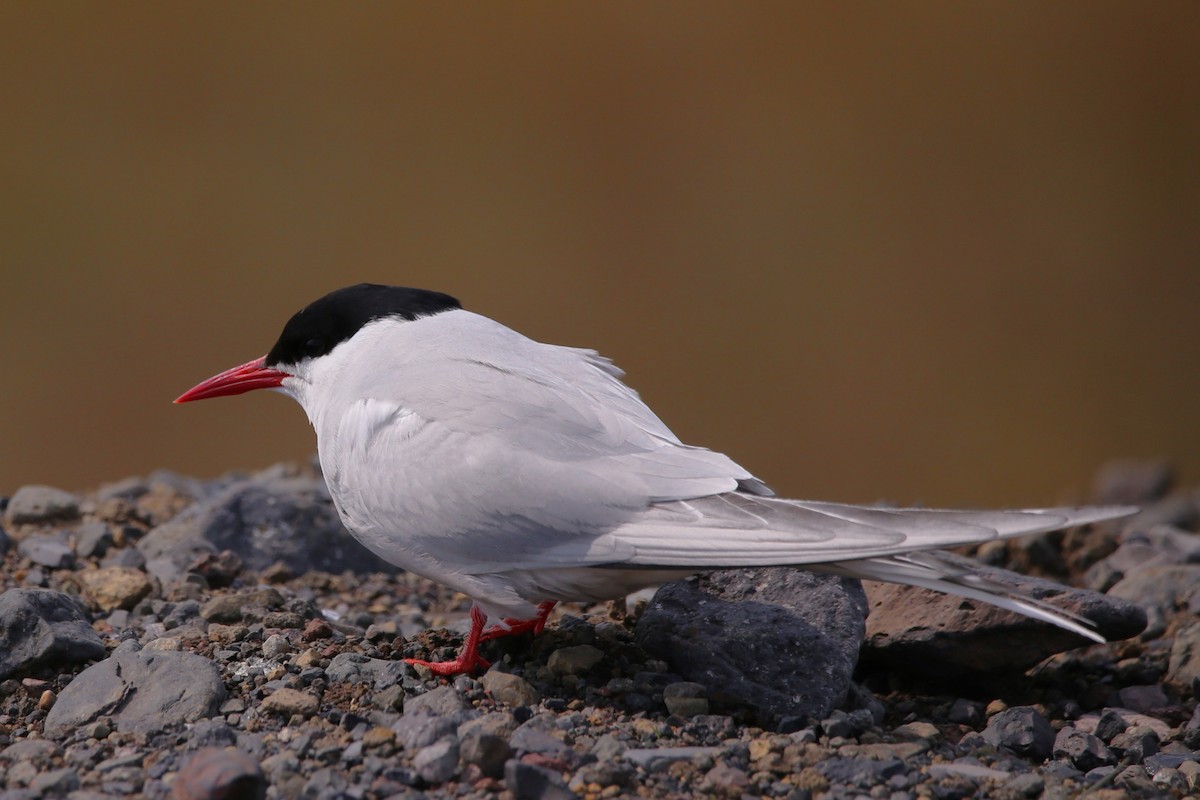 Arctic Tern - ML646451228