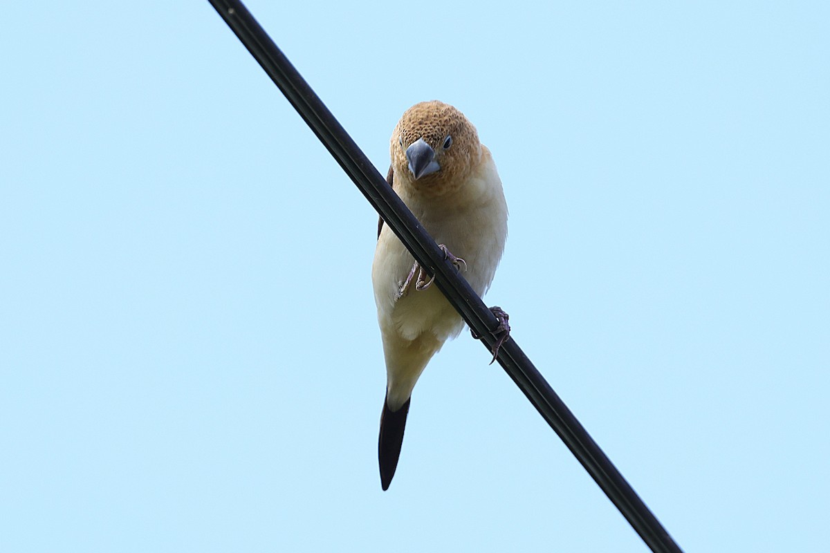 כסוף-מקור אפריקני - ML646451234