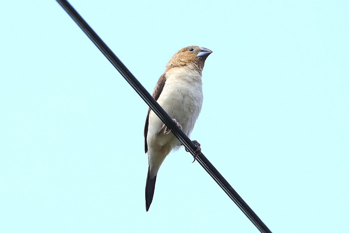 כסוף-מקור אפריקני - ML646451241