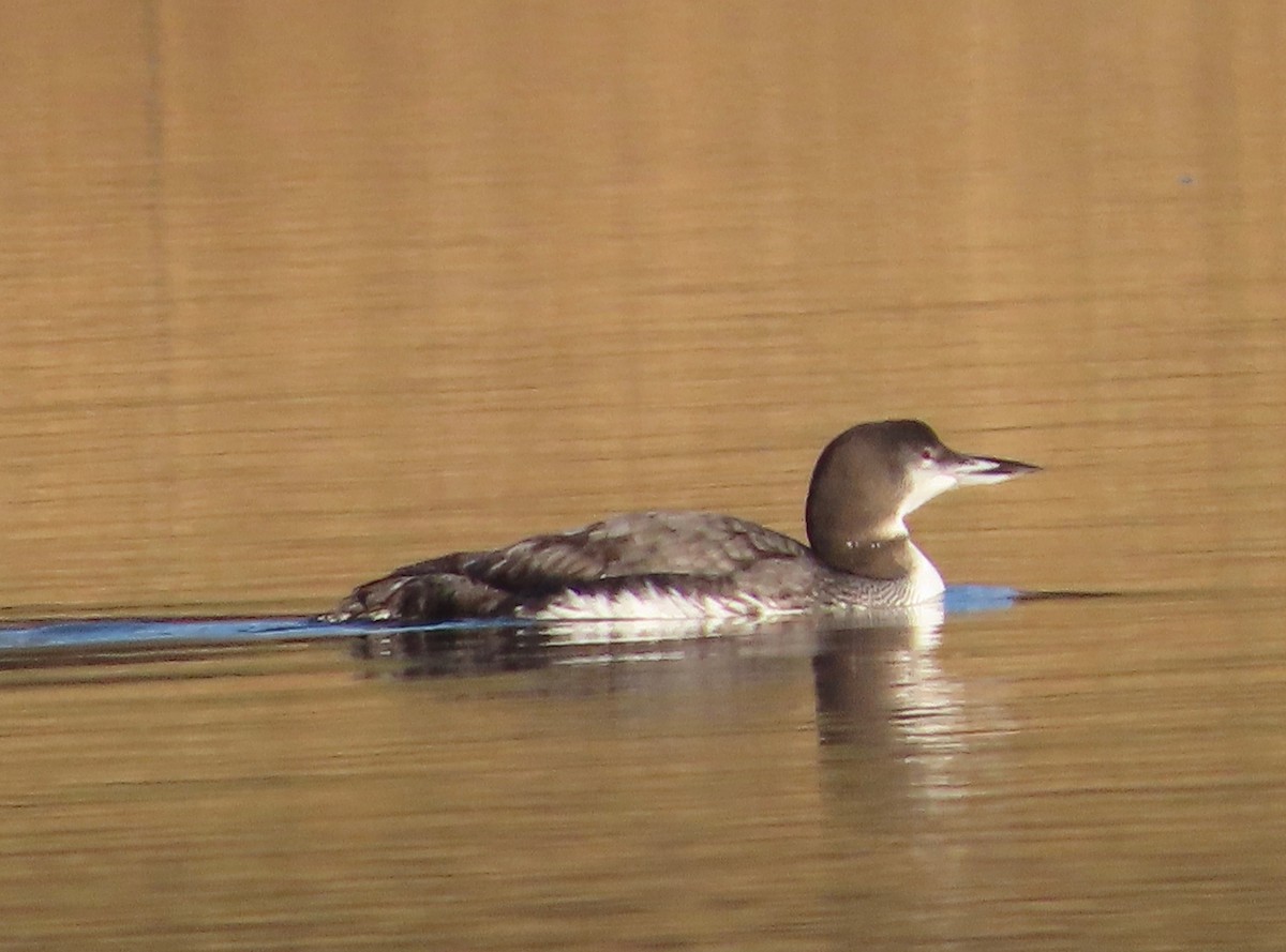 Common Loon - ML646451242