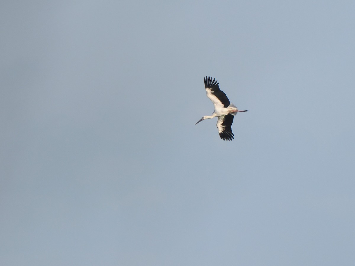 Schwarzschnabelstorch - ML646451245