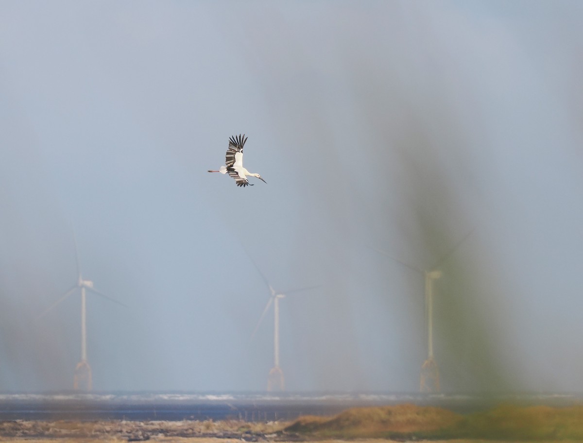 Schwarzschnabelstorch - ML646451246