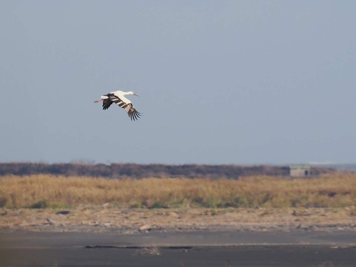 Schwarzschnabelstorch - ML646451247