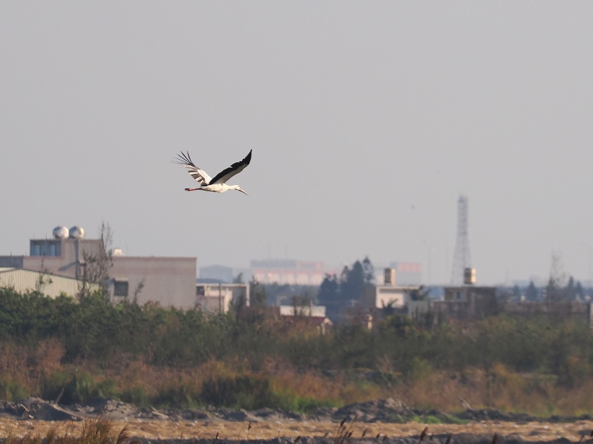 Schwarzschnabelstorch - ML646451248