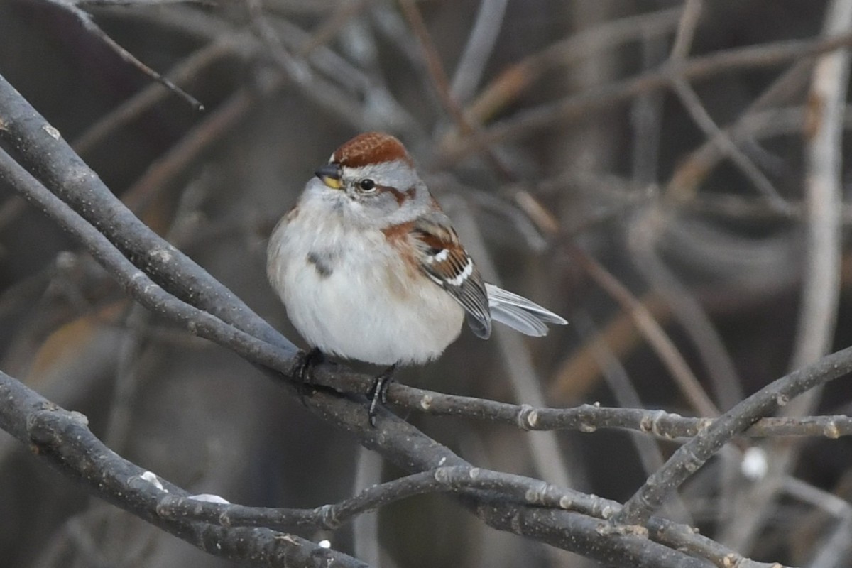 Пасовник північний - ML646451250