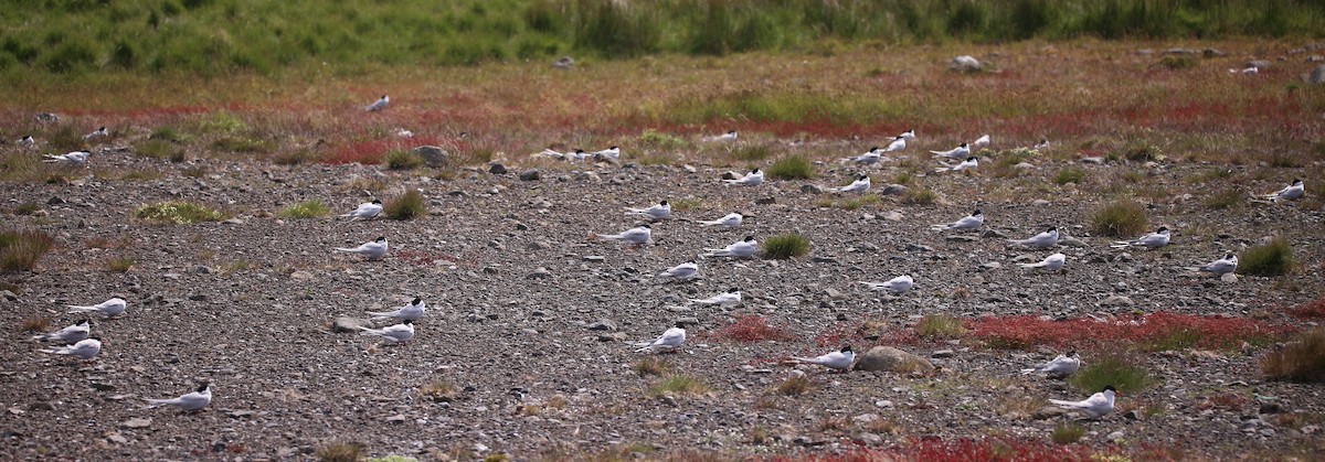 Arctic Tern - ML646451251