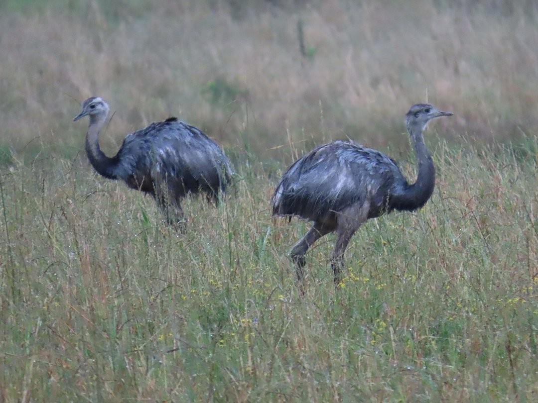 Ñandu nagusia - ML646451256