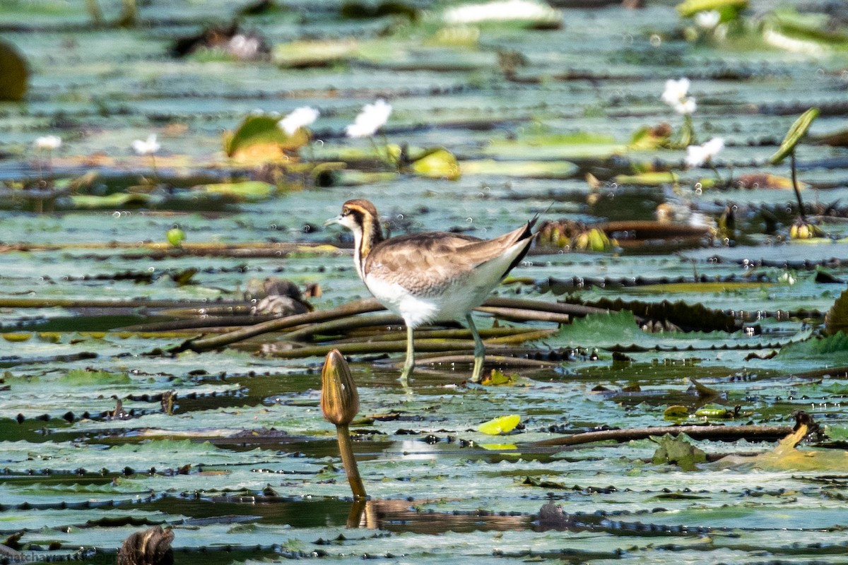 Pheasant-tailed Jacana - ML646451257