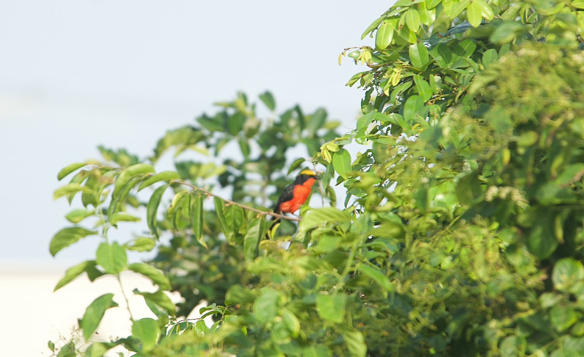 gulkronegonolek - ML646451258