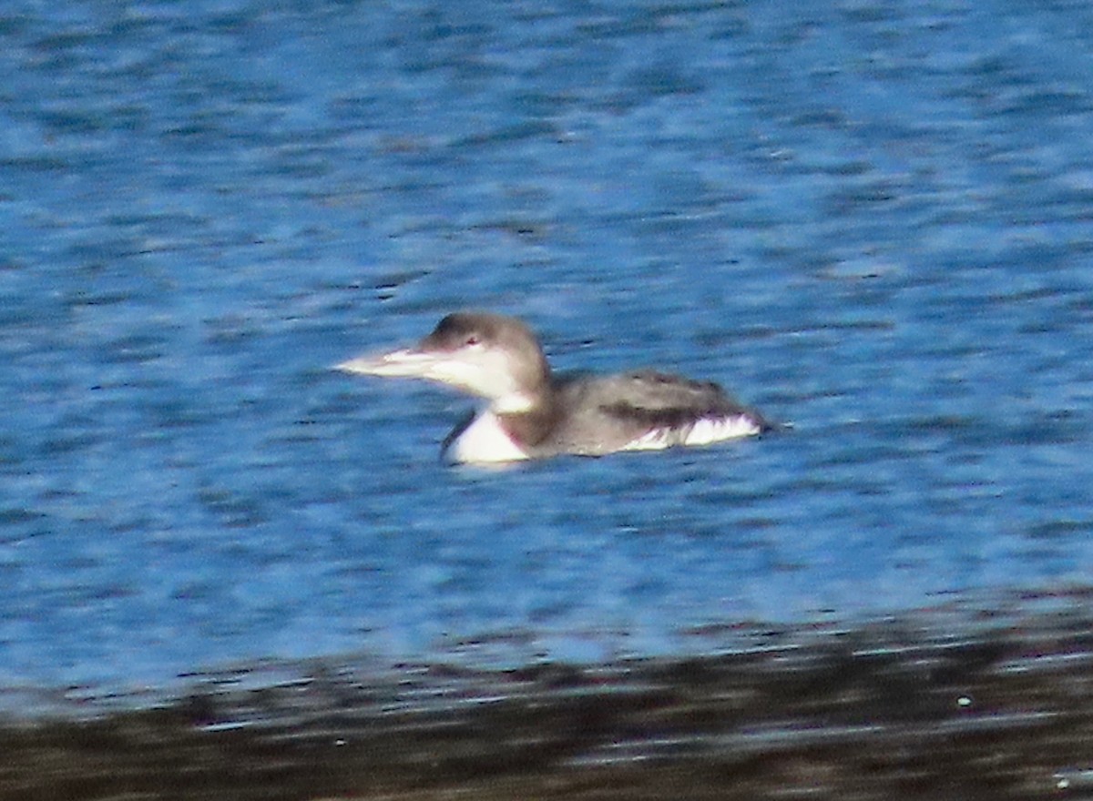 Common Loon - ML646451264