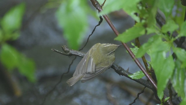 Tytler Çıvgını - ML646451265
