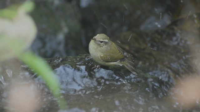 Tytler Çıvgını - ML646451266