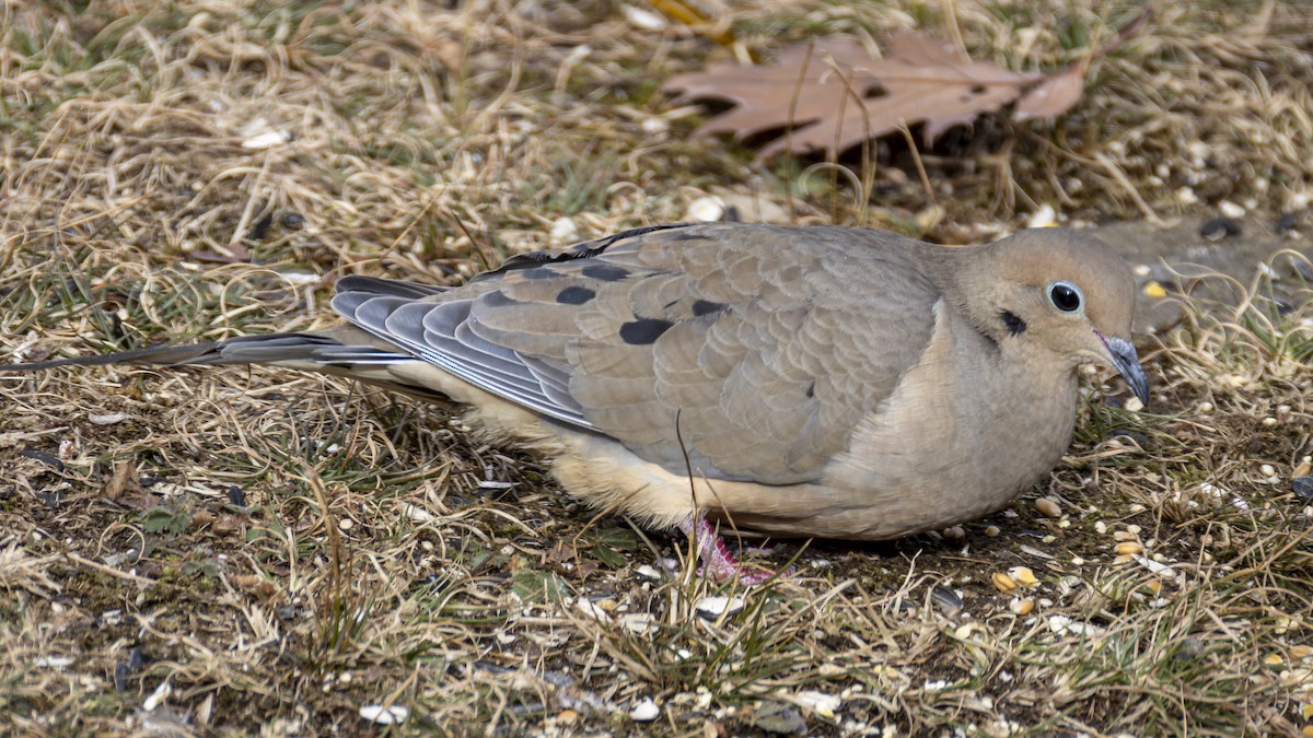 Mourning Dove - ML646451272