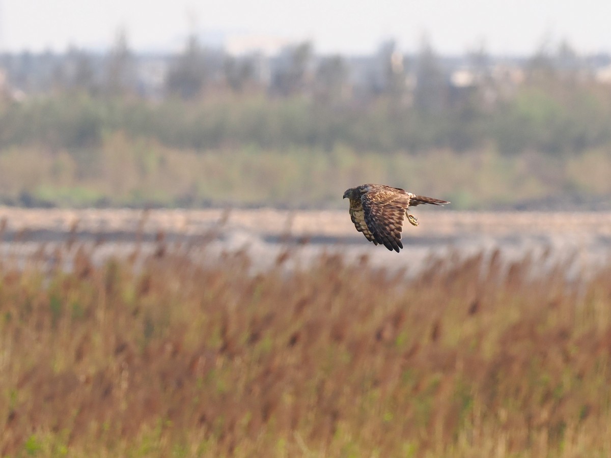 Eastern Marsh Harrier - ML646451274