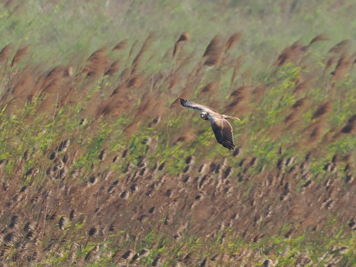Eastern Marsh Harrier - ML646451275