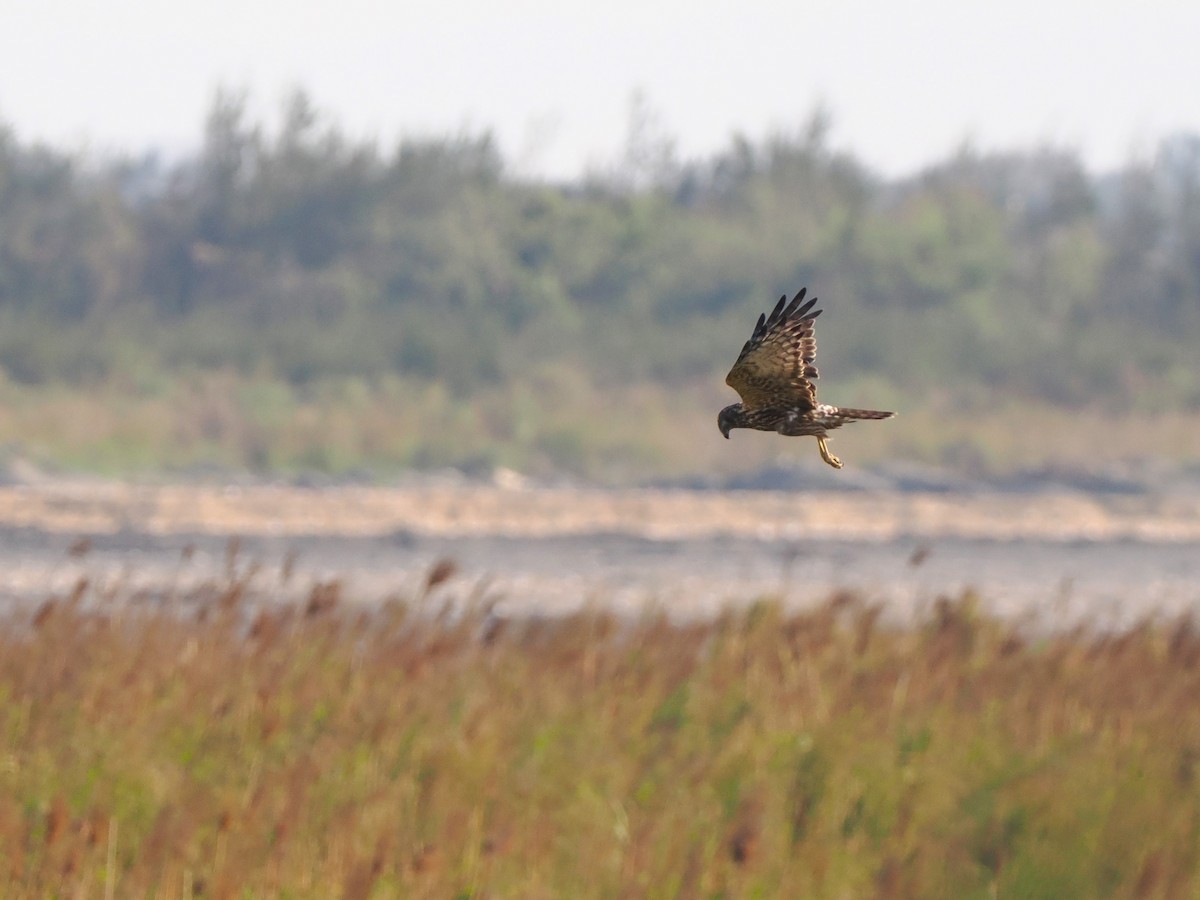 Eastern Marsh Harrier - ML646451276