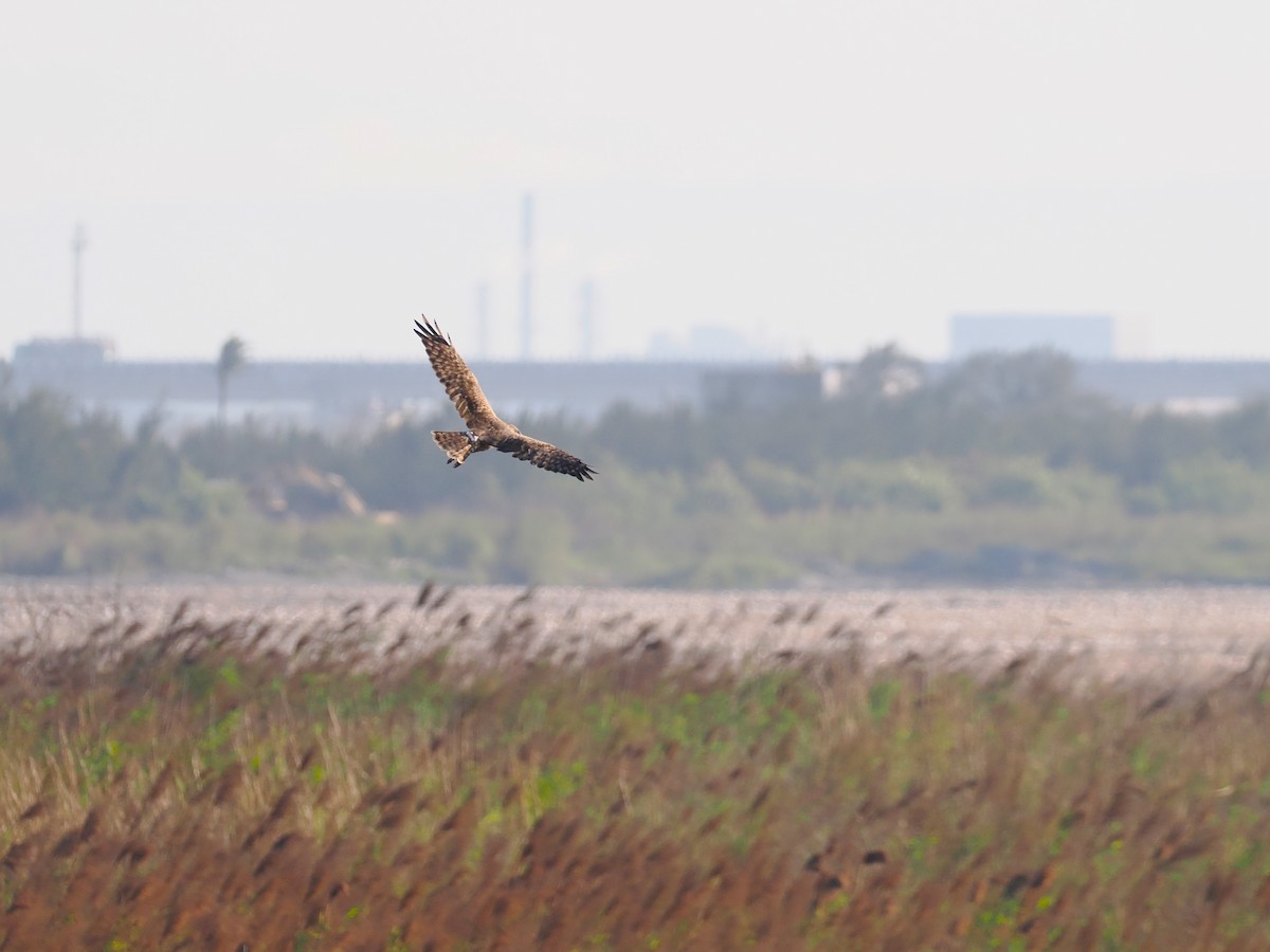 Eastern Marsh Harrier - ML646451277