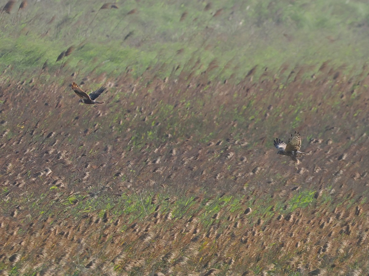 Eastern Marsh Harrier - ML646451278