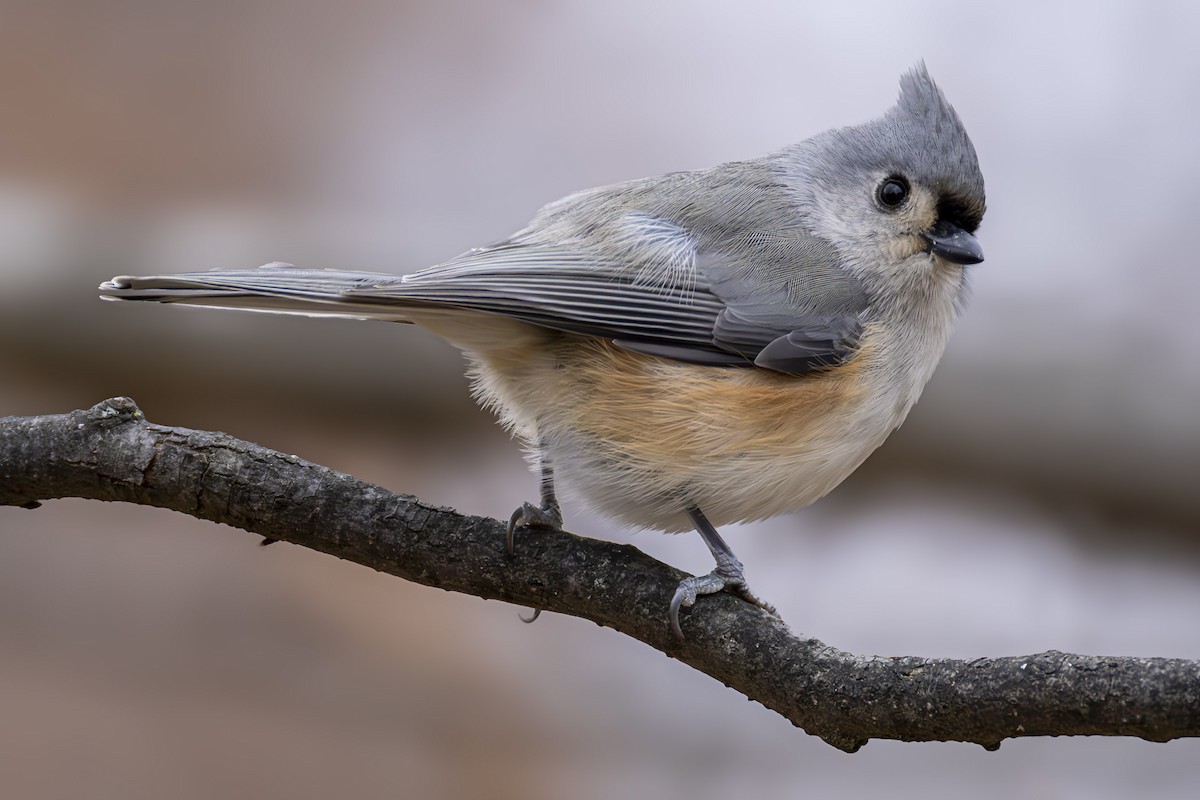 Tufted Titmouse - ML646451289