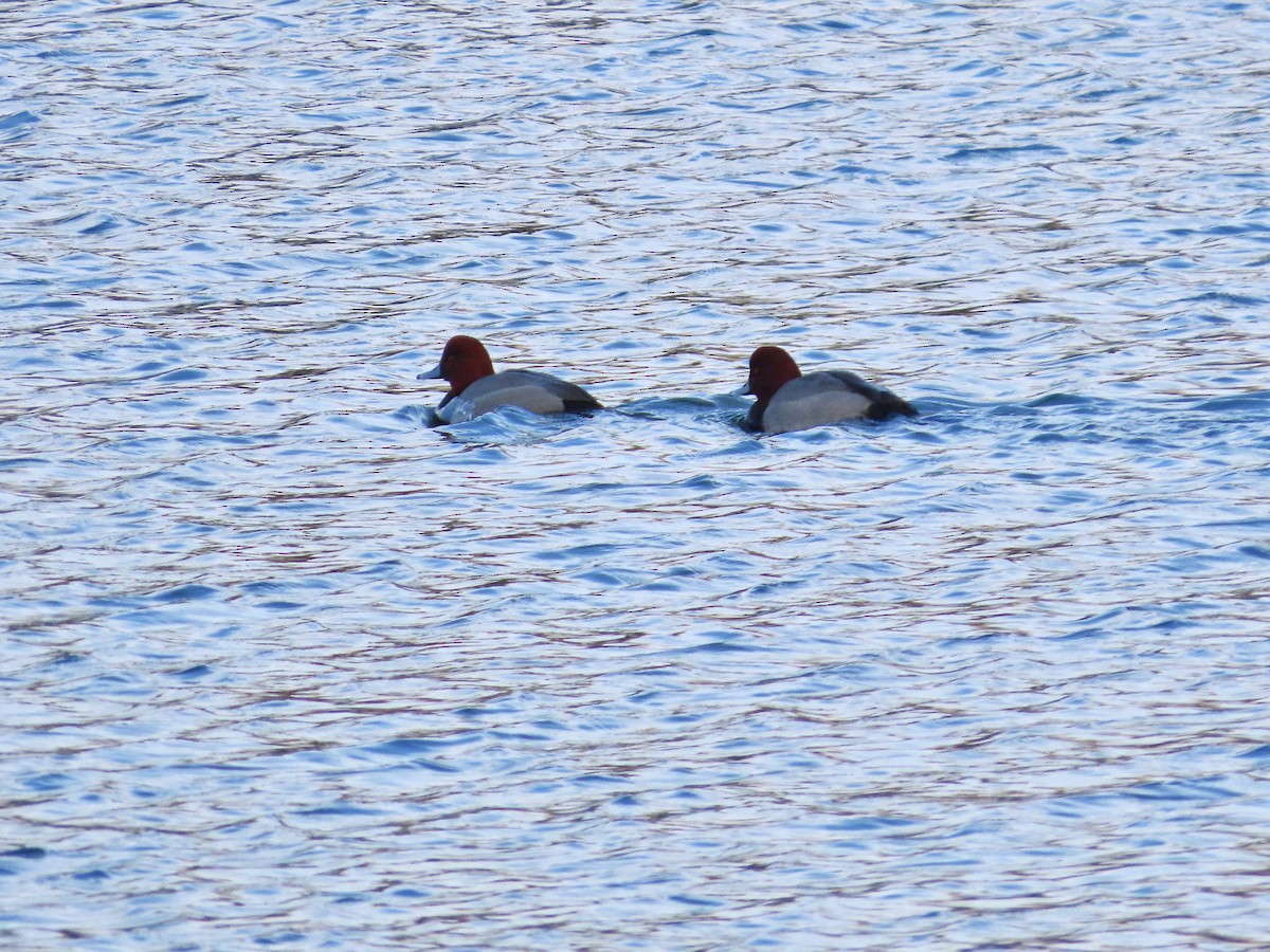 צולל אמריקני - ML646451297