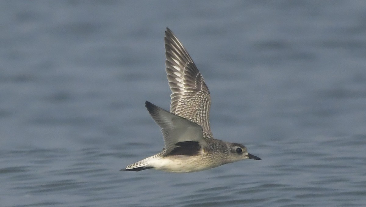 Black-bellied Plover - ML646451299