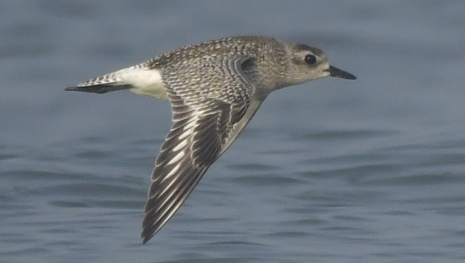 Black-bellied Plover - ML646451300