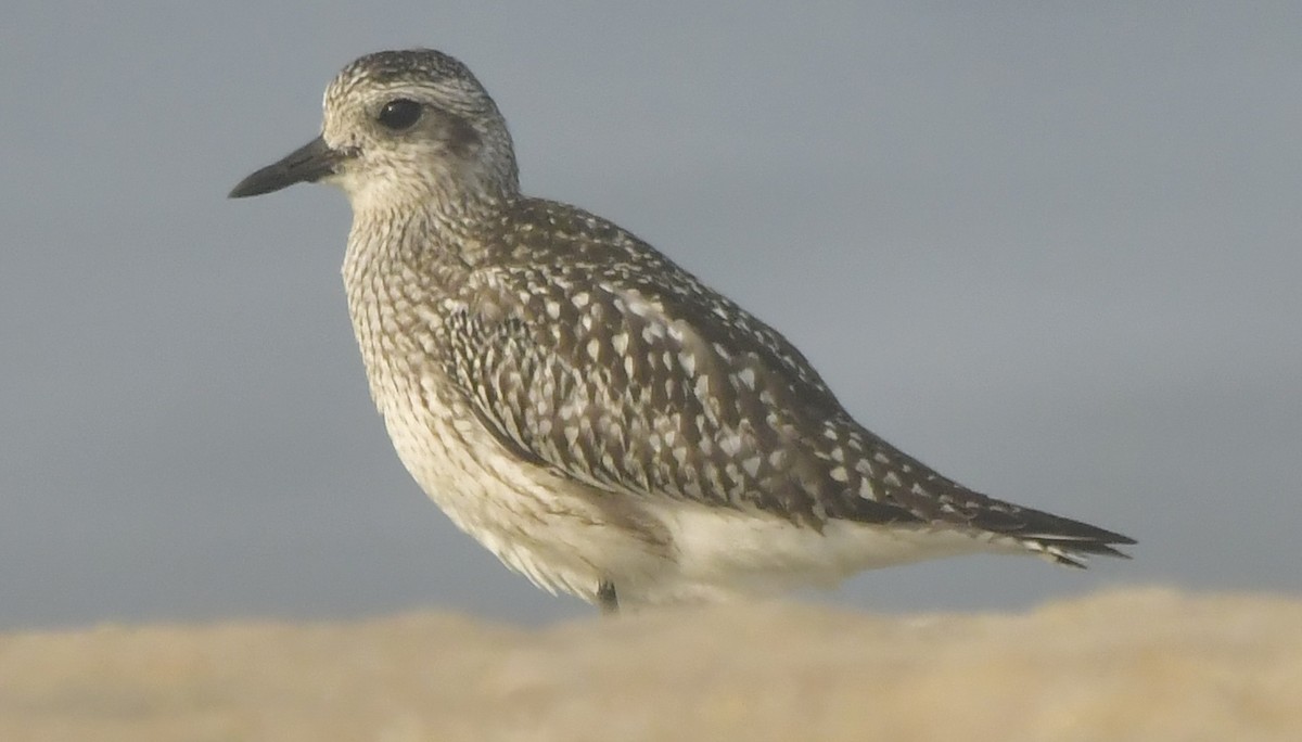 Black-bellied Plover - ML646451301