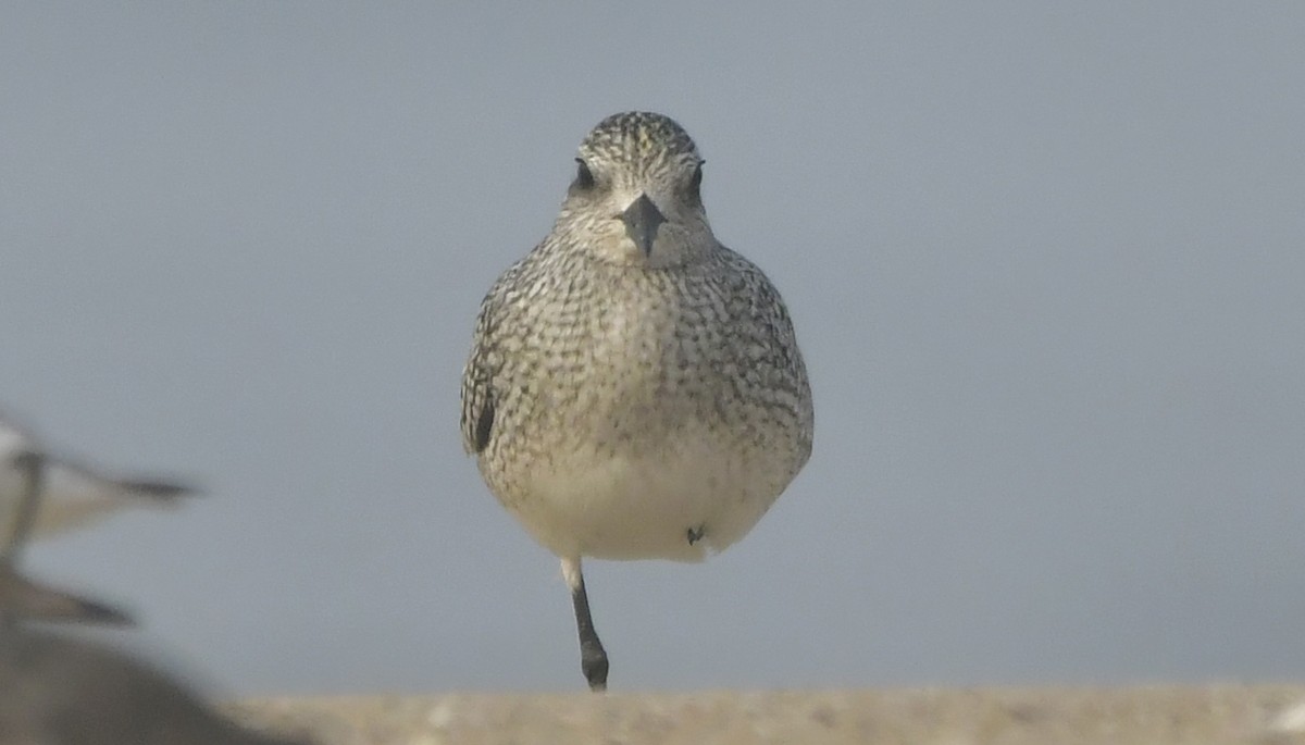 Black-bellied Plover - ML646451302