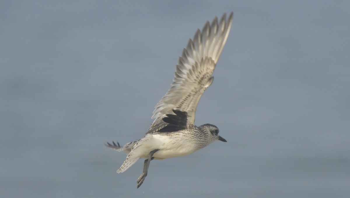 Black-bellied Plover - ML646451303