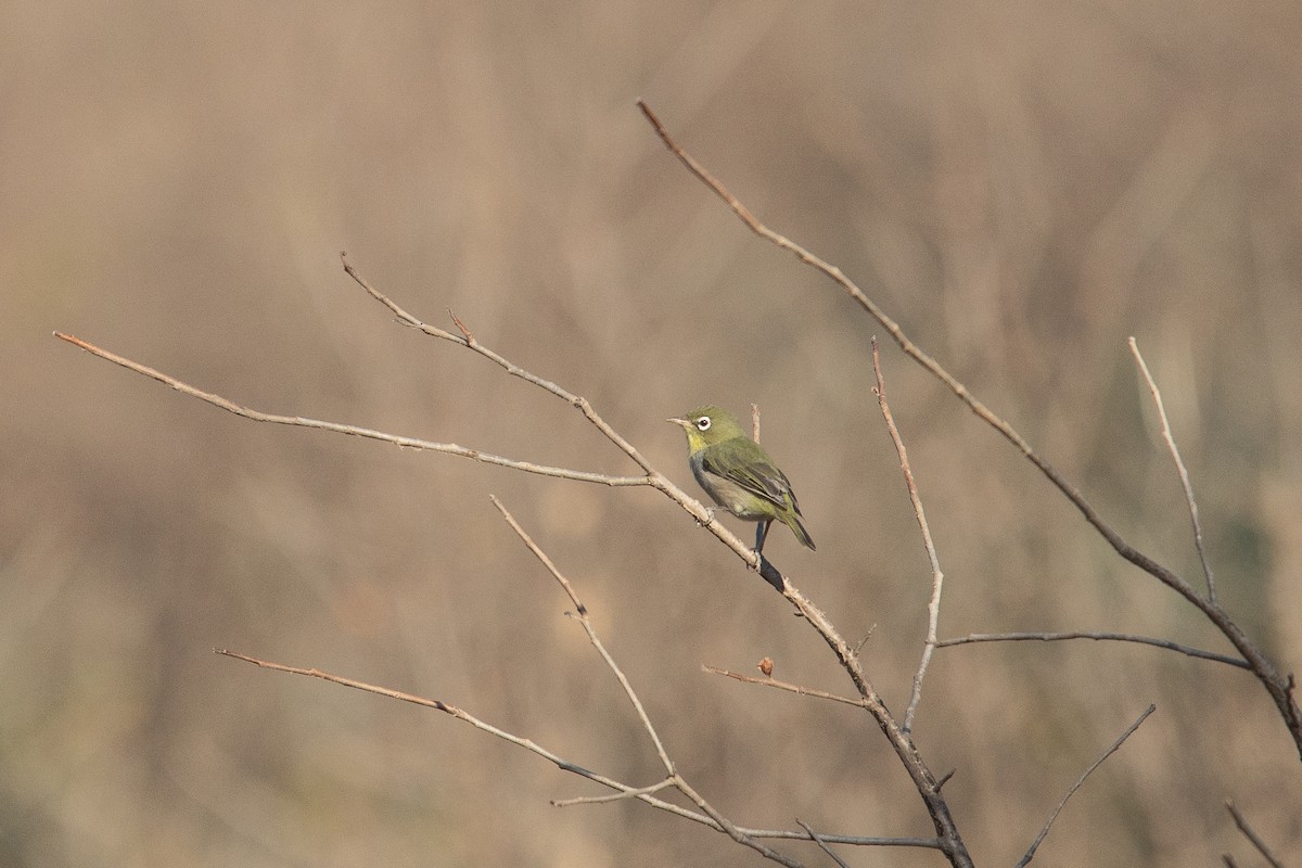 Abyssinian White-eye - ML646451305