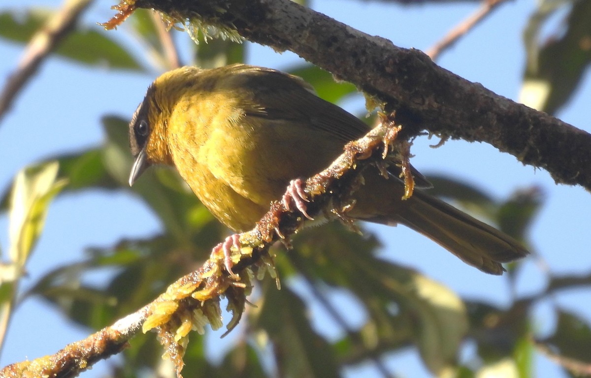 Alımlı Sinekkapan - ML646451311