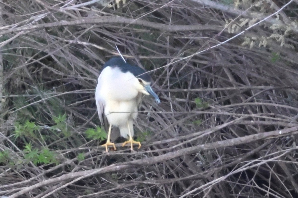 Black-crowned Night Heron (Eurasian) - ML646451312