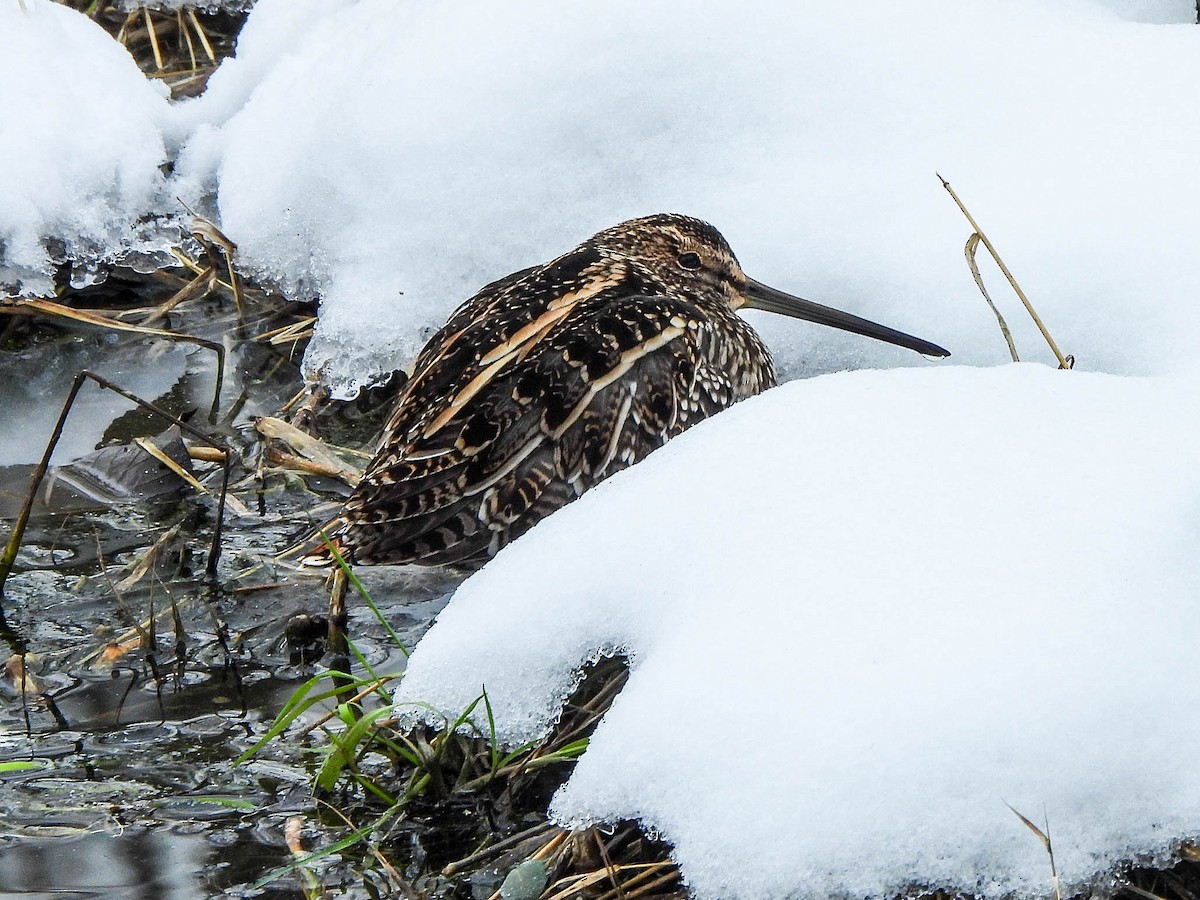 Wilson's Snipe - ML646451323
