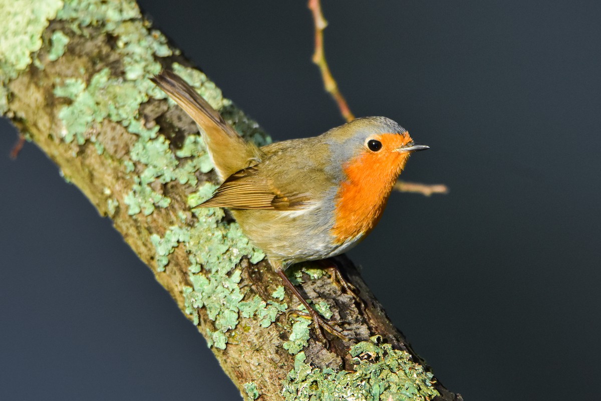 European Robin - ML646451324