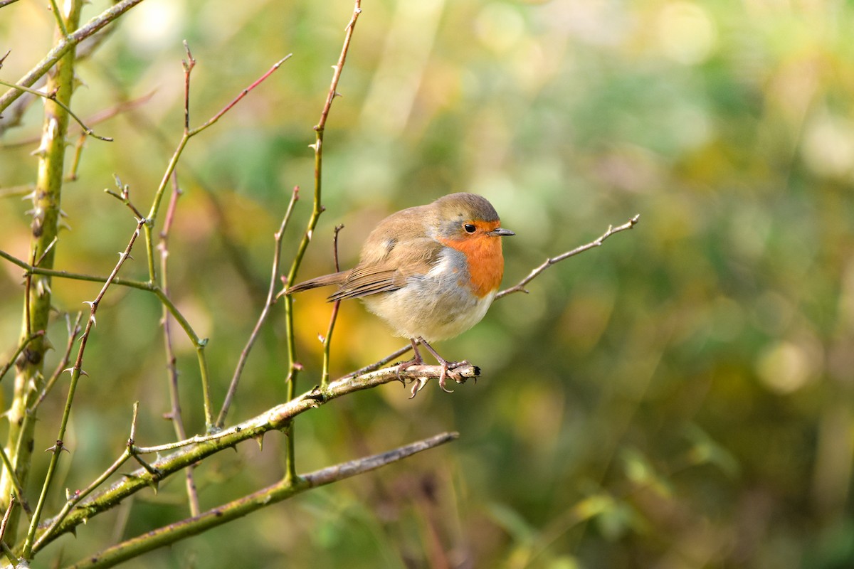 European Robin - ML646451325