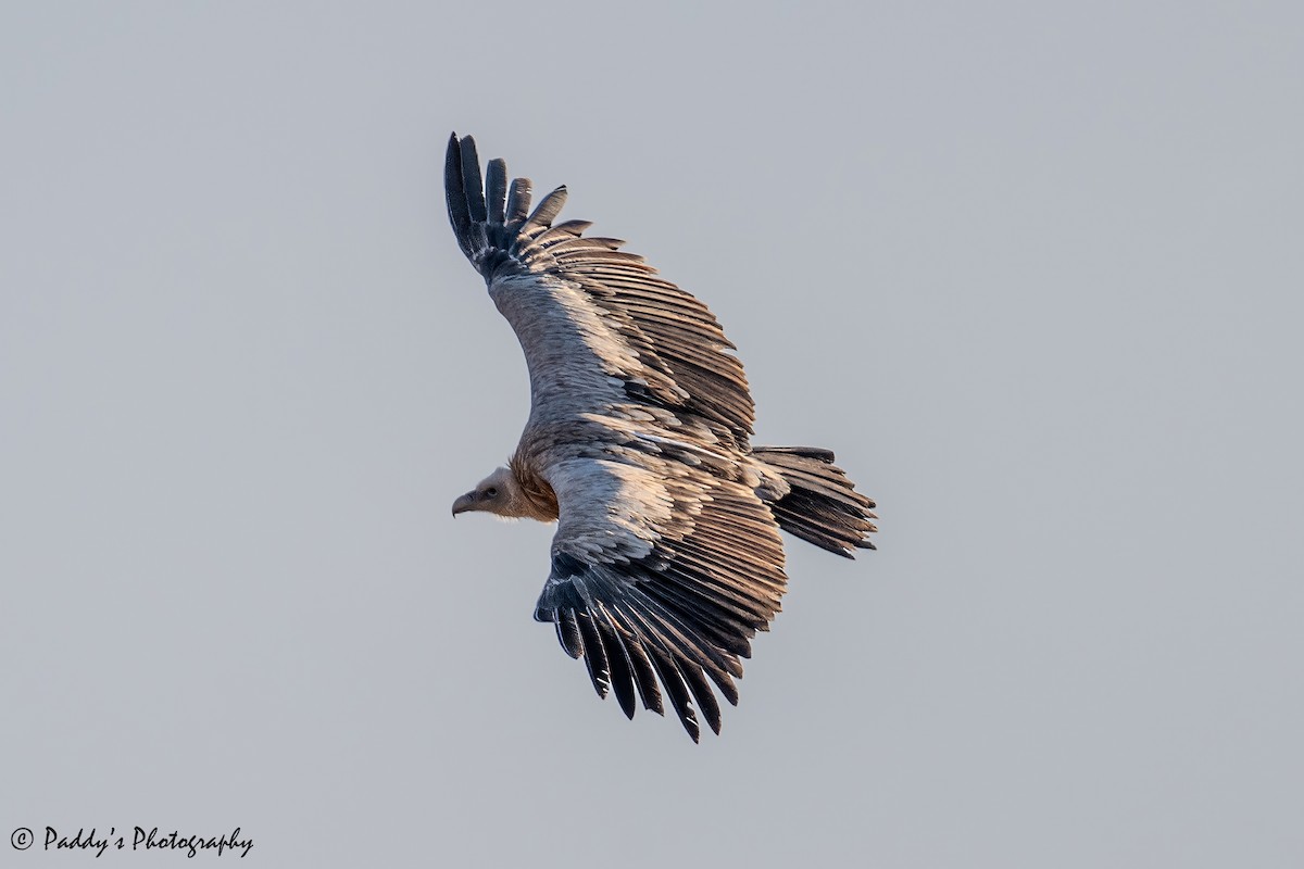 Schneegeier - ML646451326