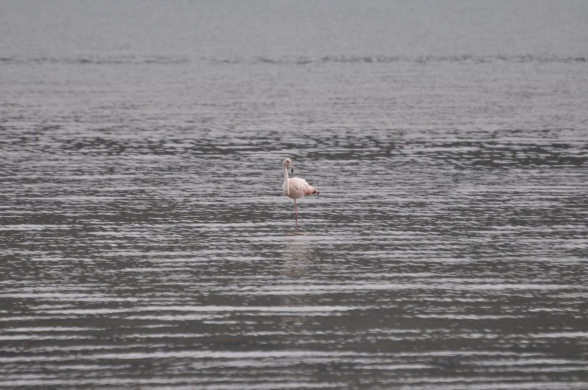 פלמינגו גדול - ML646451330