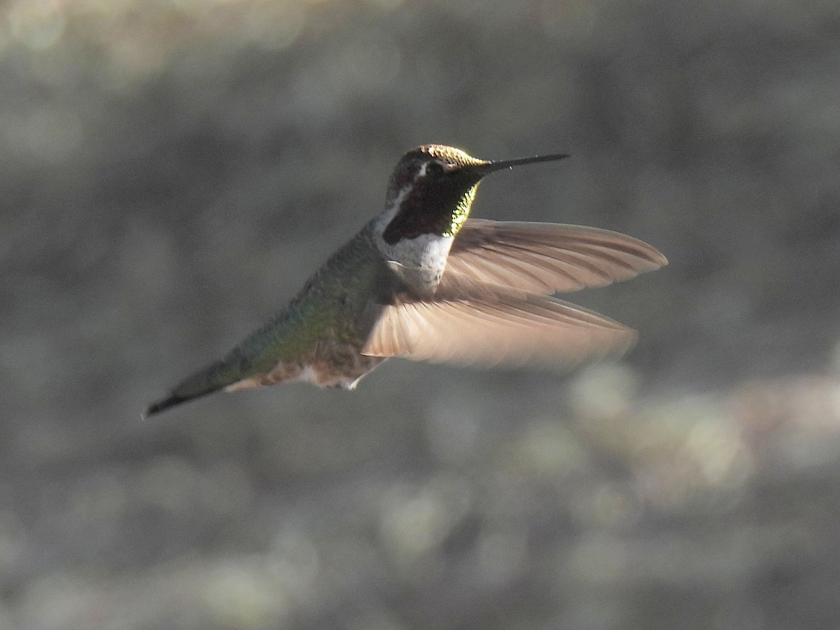 アンナハチドリ - ML646451331