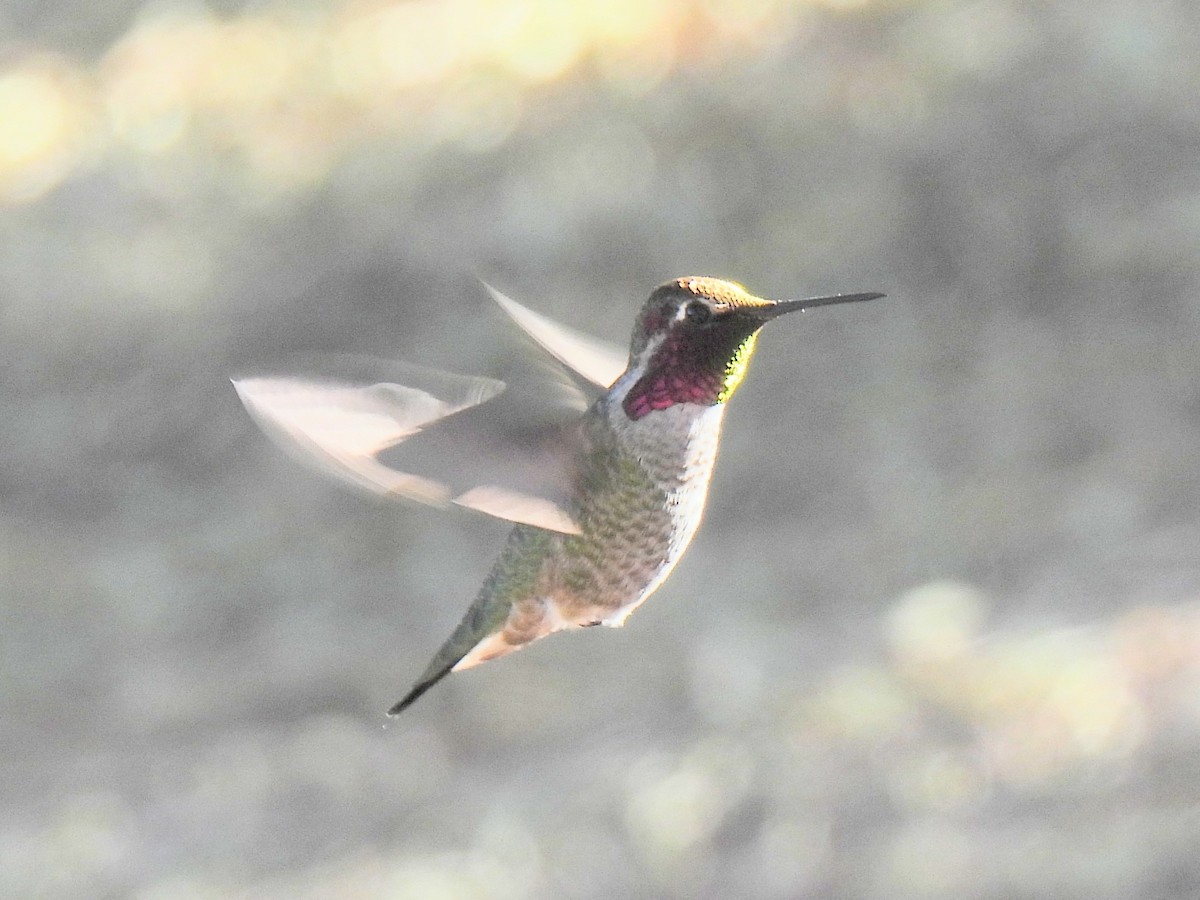 アンナハチドリ - ML646451333